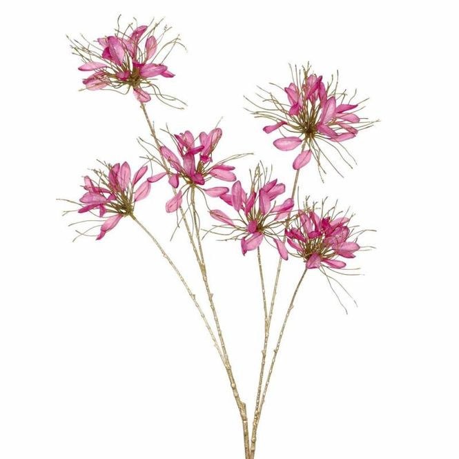 Hovedbilde Needle flower